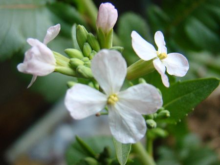 蘿卜什么時候開花 開花的蘿卜還能吃嗎？