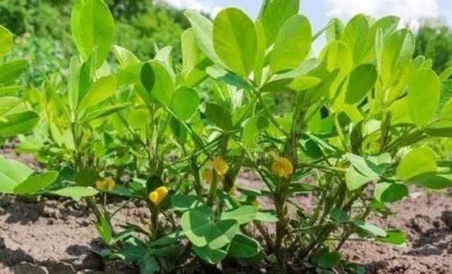 花生如何露地栽培？這些露地栽培技術(shù)學(xué)會(huì)，種植很輕松！