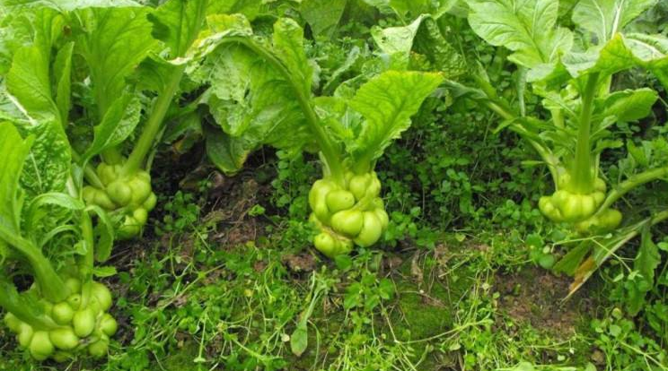 榨菜種植時間及榨菜種植技術(shù)要點,如何種植榨菜？