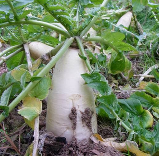 蘿卜種植技術(shù)