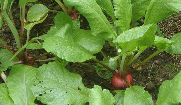 蘿卜種植技術(shù)