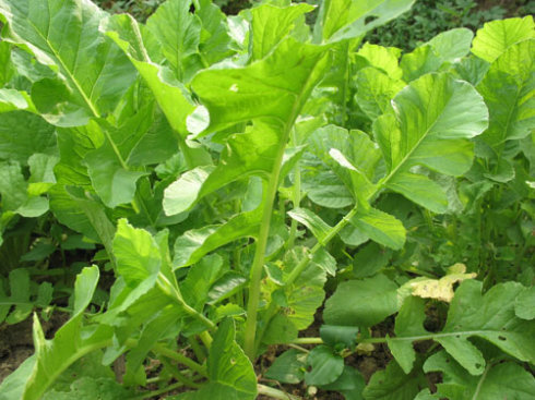 蘿卜種植技術(shù)