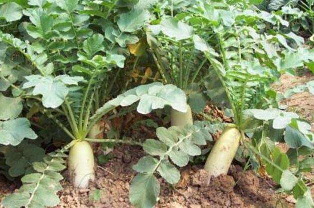 蘿卜種植技術(shù)