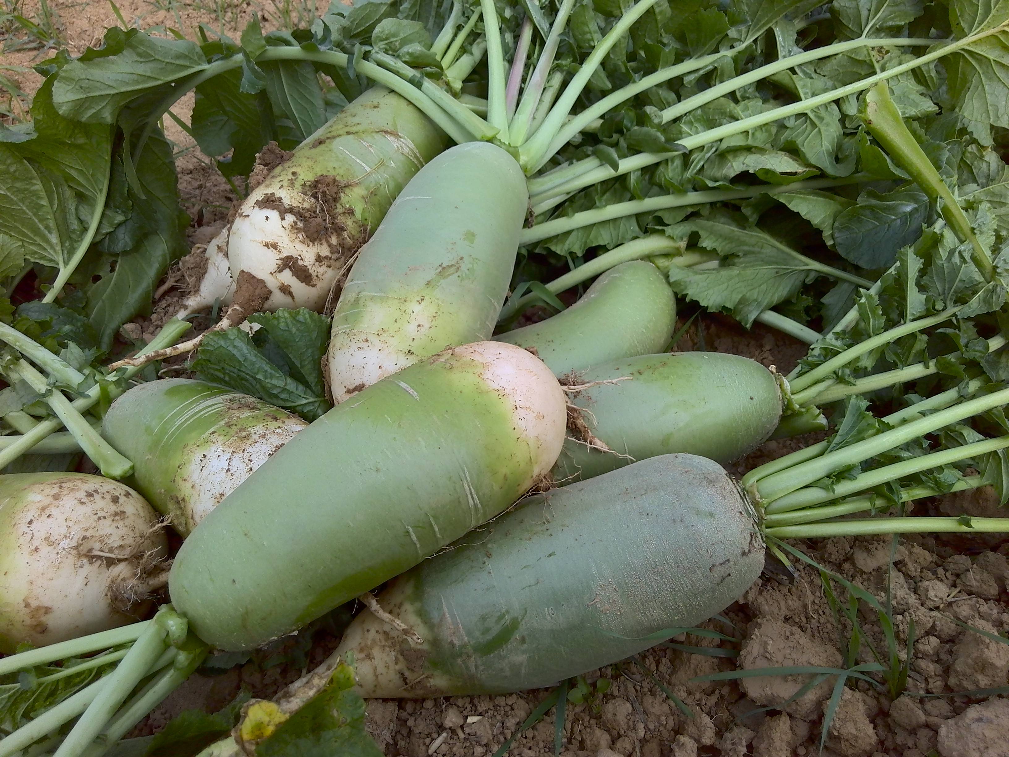 蘿卜種植技術(shù)