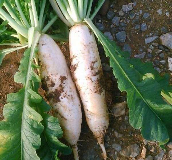 蘿卜種植技術(shù)