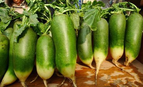 蘿卜種植技術(shù)