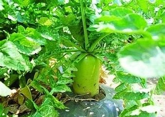 蘿卜種植技術(shù)